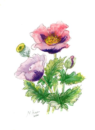 Opium Poppy by Nell Hill